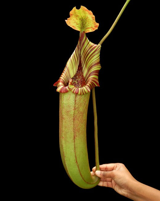 Nepenthes (veitchii x lowii) x robcantleyi BE-3841