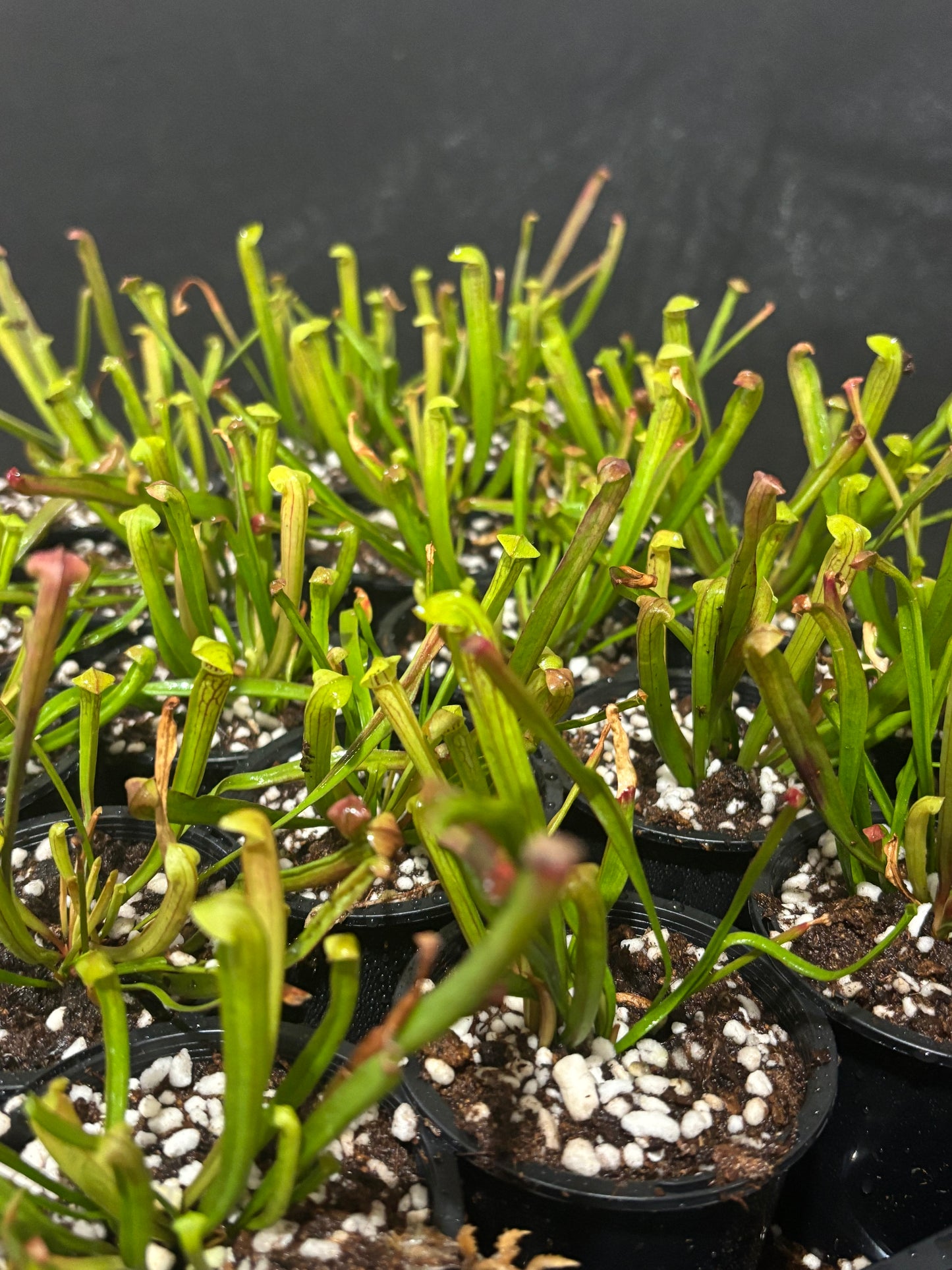 Sarracenia alata