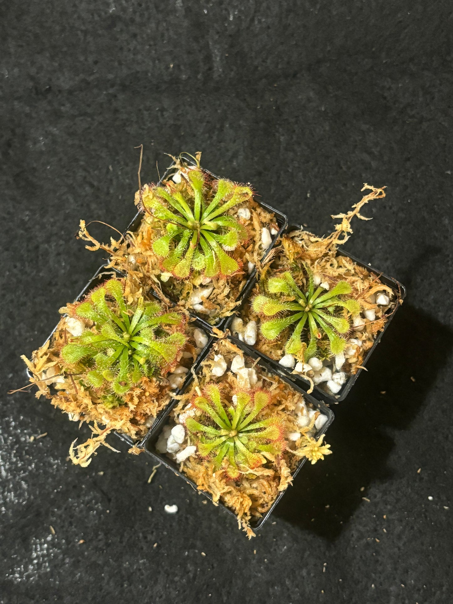 drosera natalensis
