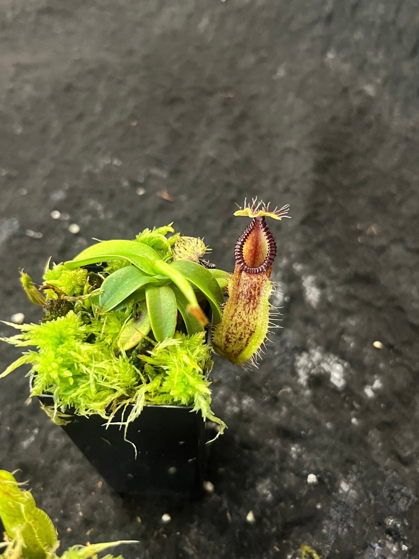 Nepenthes hamata BE-3380