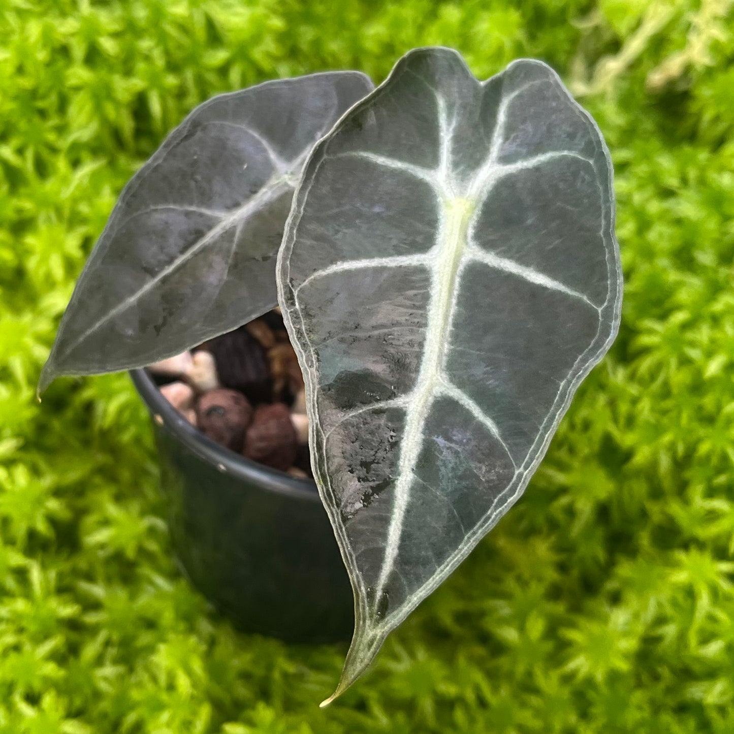 Alocasia x amazonica Dwarf