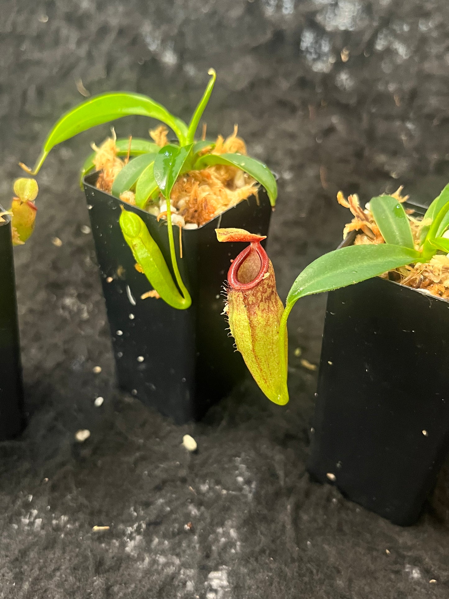 nepenthes aristolochioides x campanulata