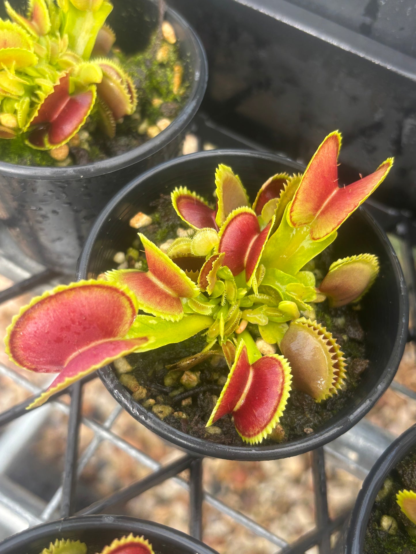 Dionaea muscipula “Variegata Gialla”