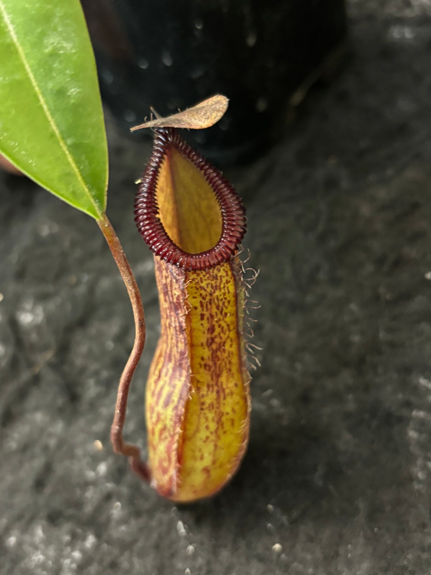 Nepenthes ventricosa x hamata BE-3672