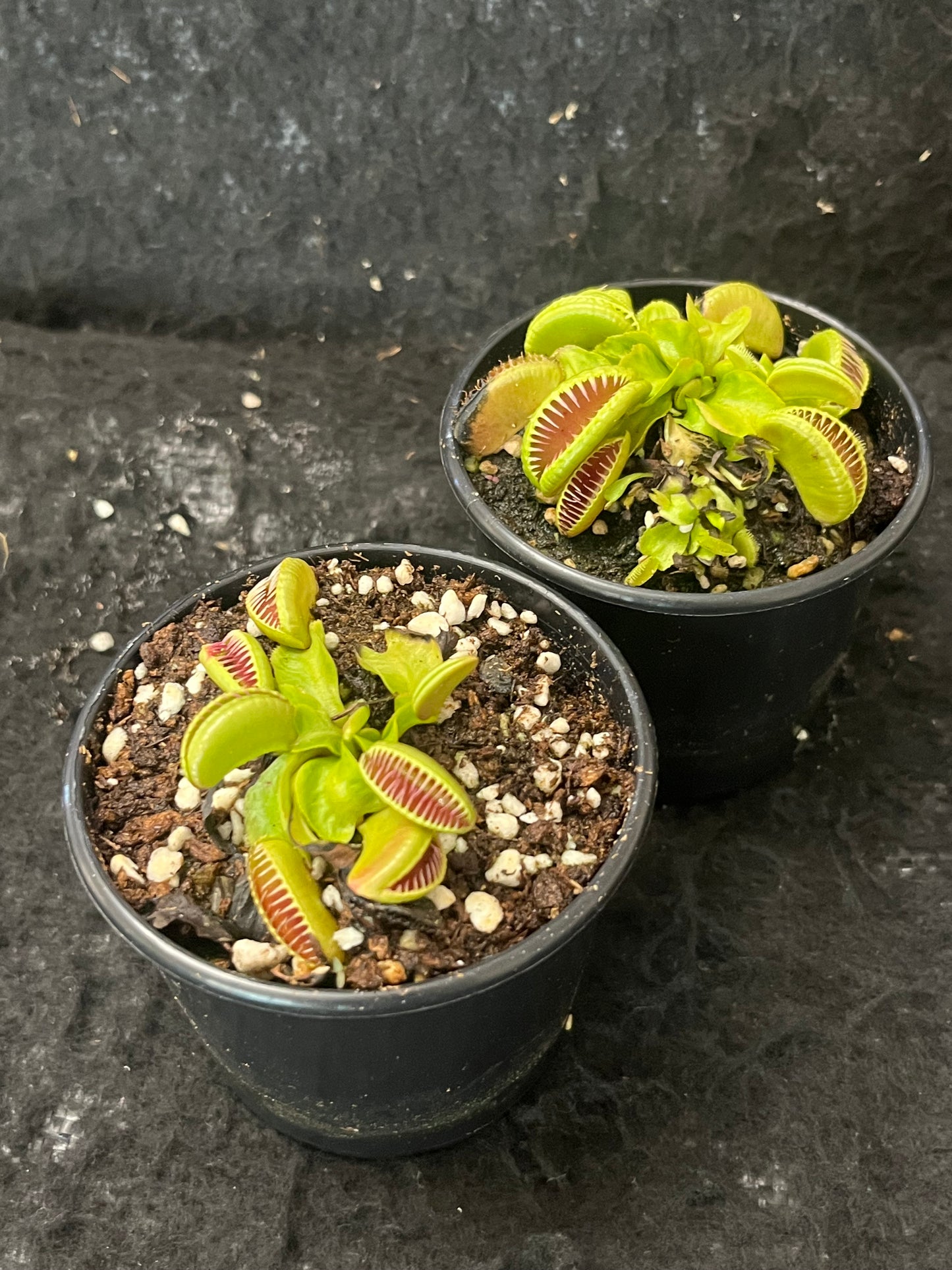 Dionaea muscipula 'Ramesse I'