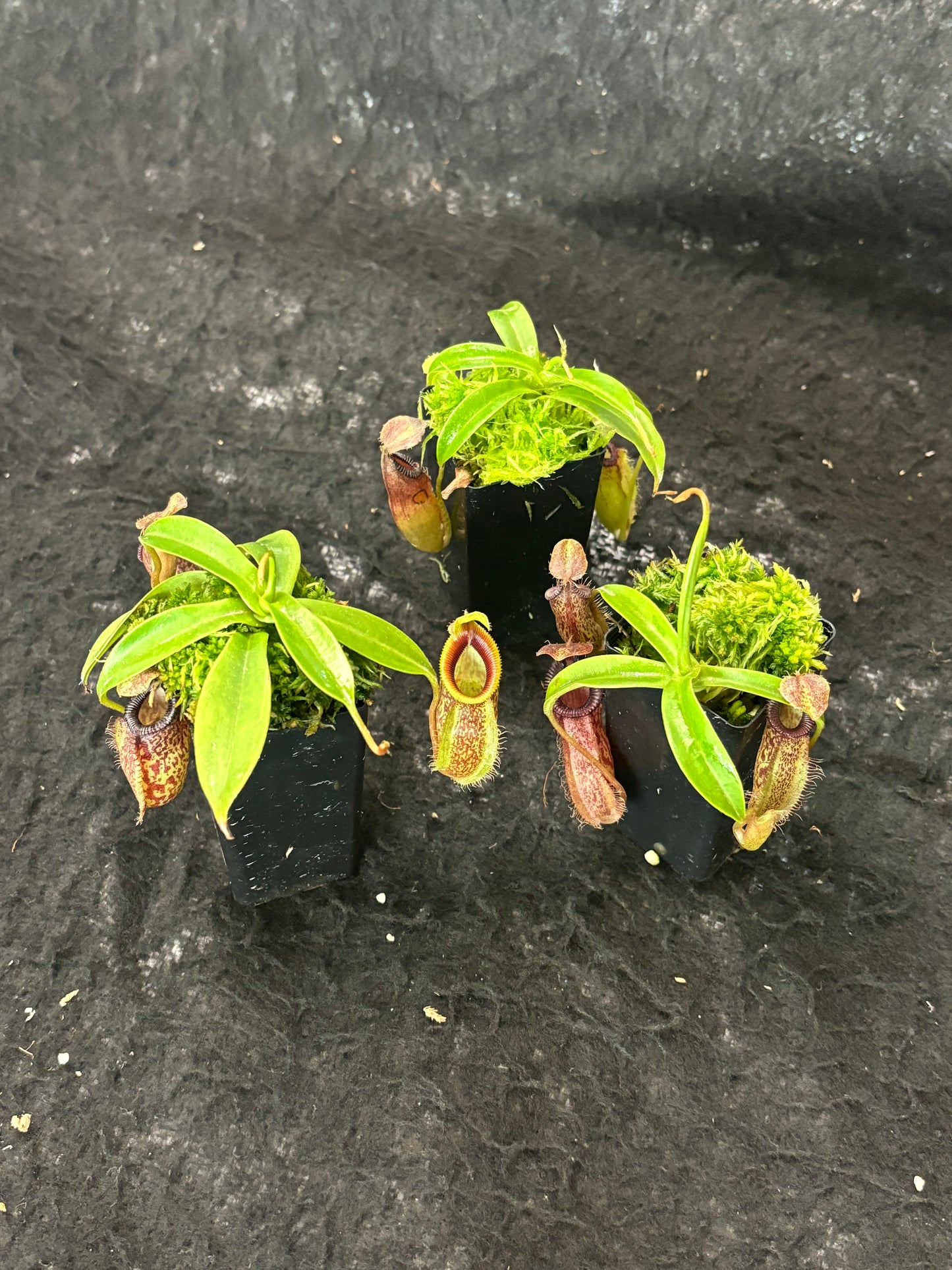 Nepenthes talangensis x hamata BE-4003