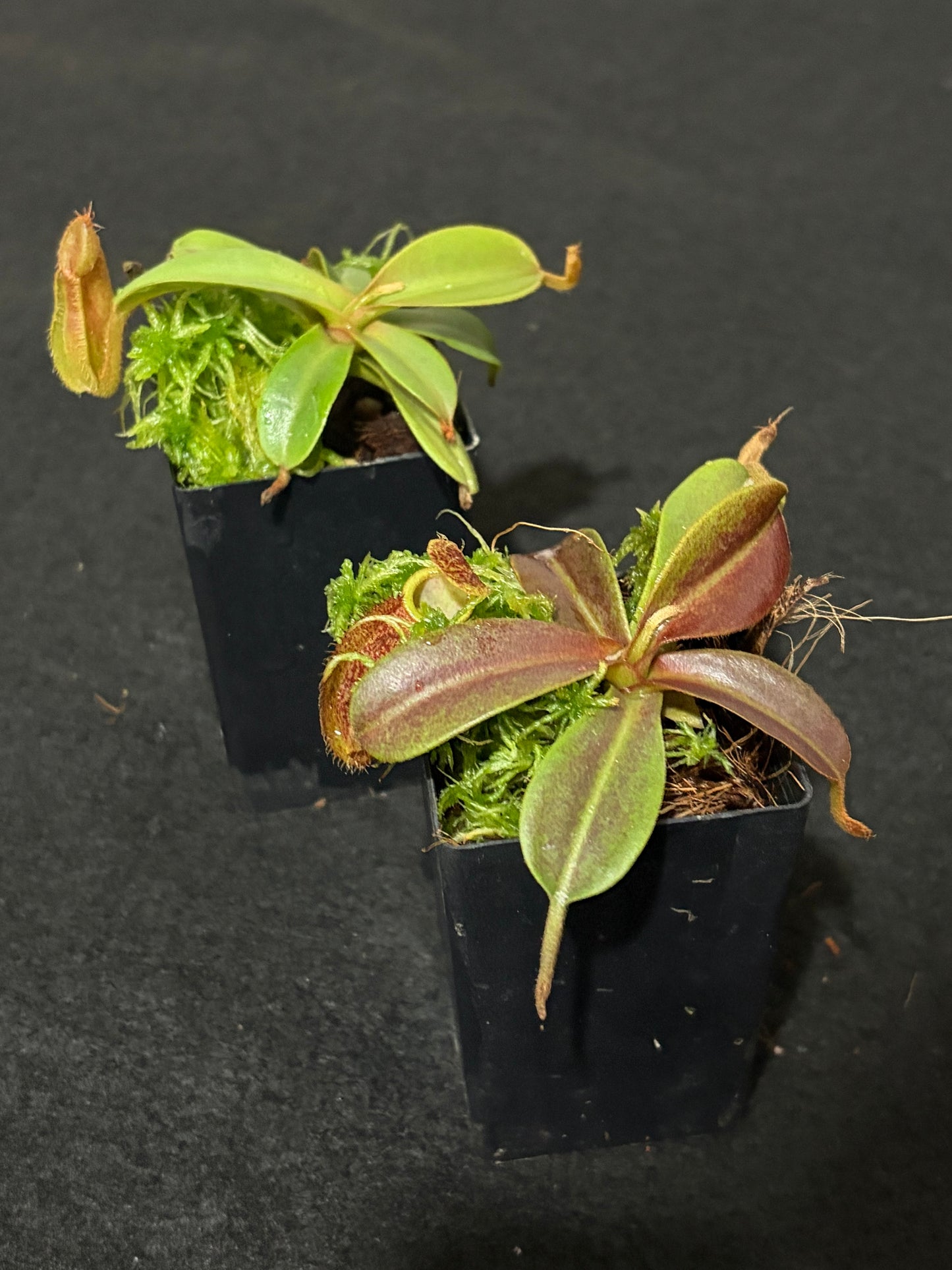 Nepenthes hamata x maxima BE-4689