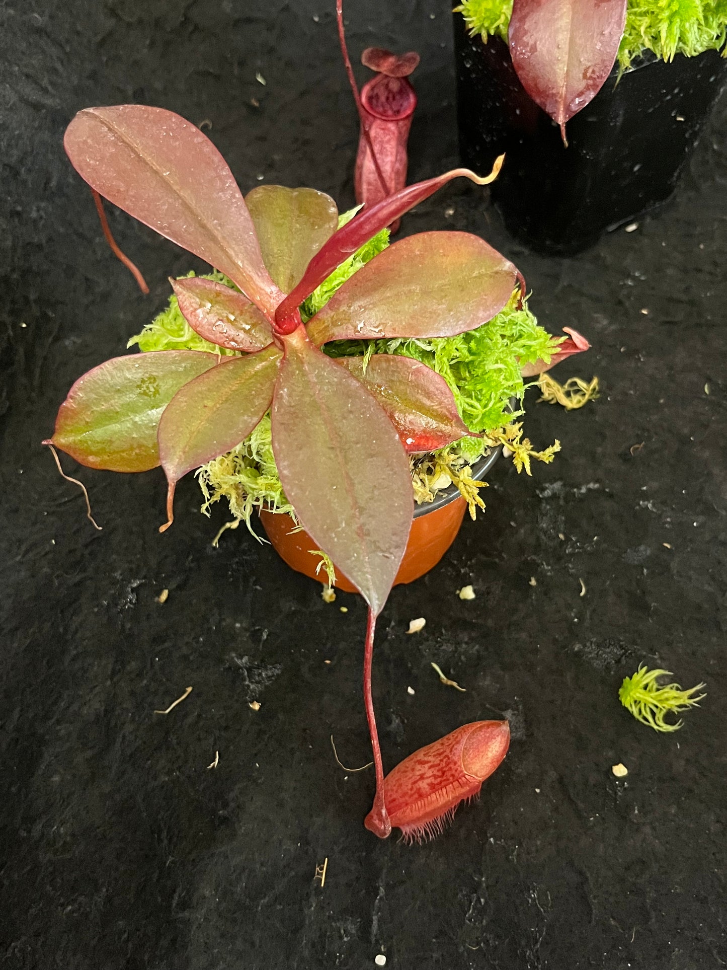 Nepenthes sibuyanensis x peltata BE-4532