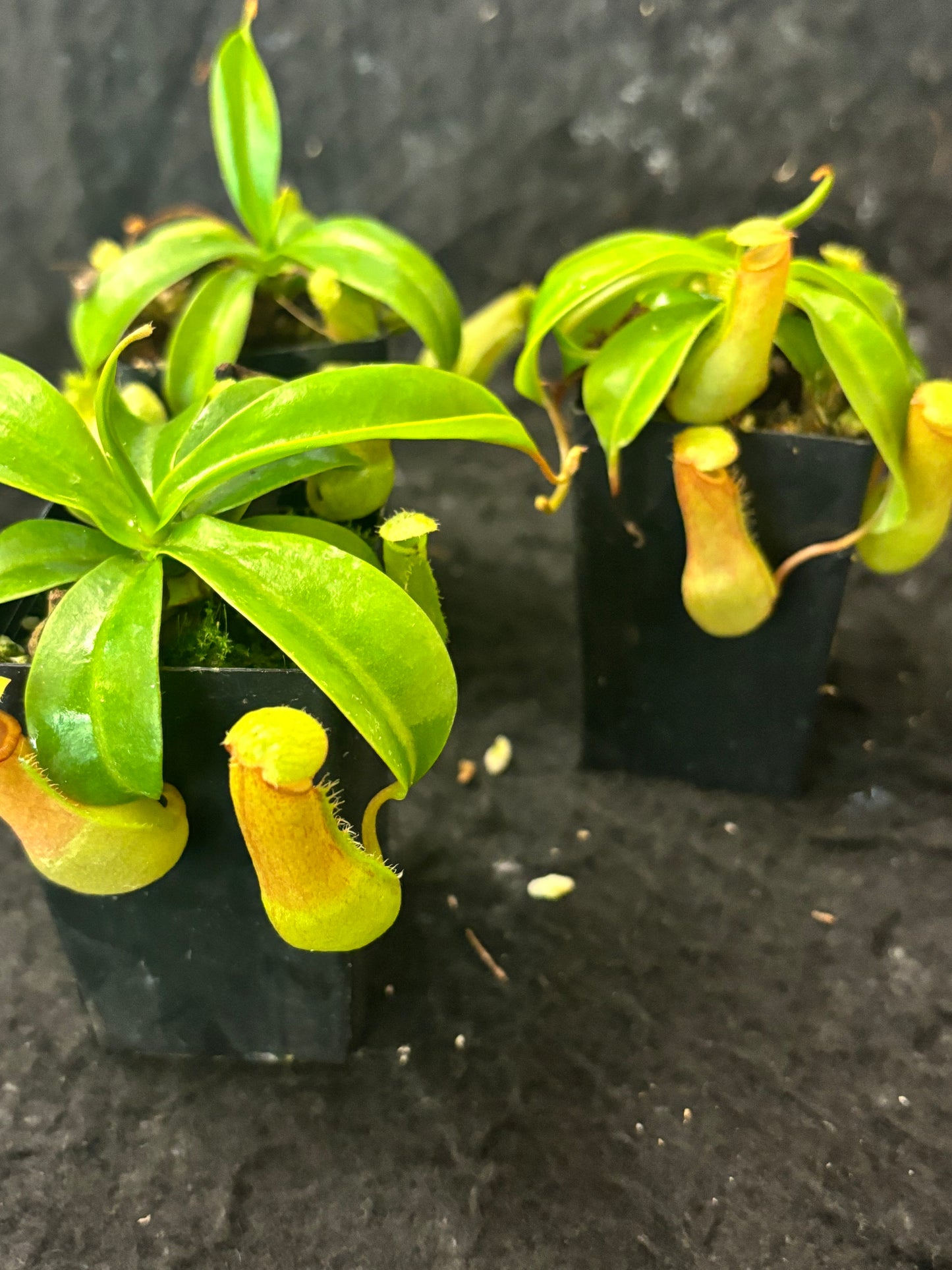 Nepenthes ventricosa SG