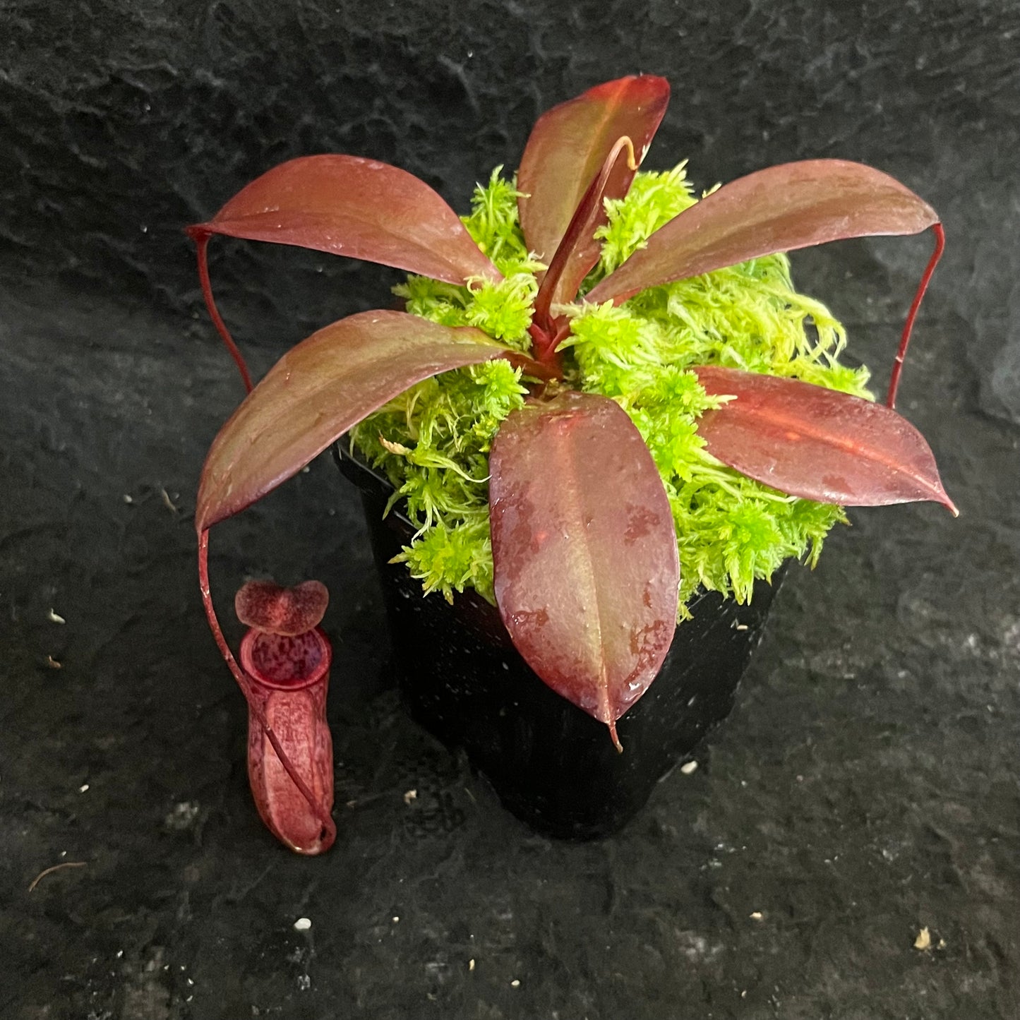 Nepenthes sibuyanensis x peltata BE-4532