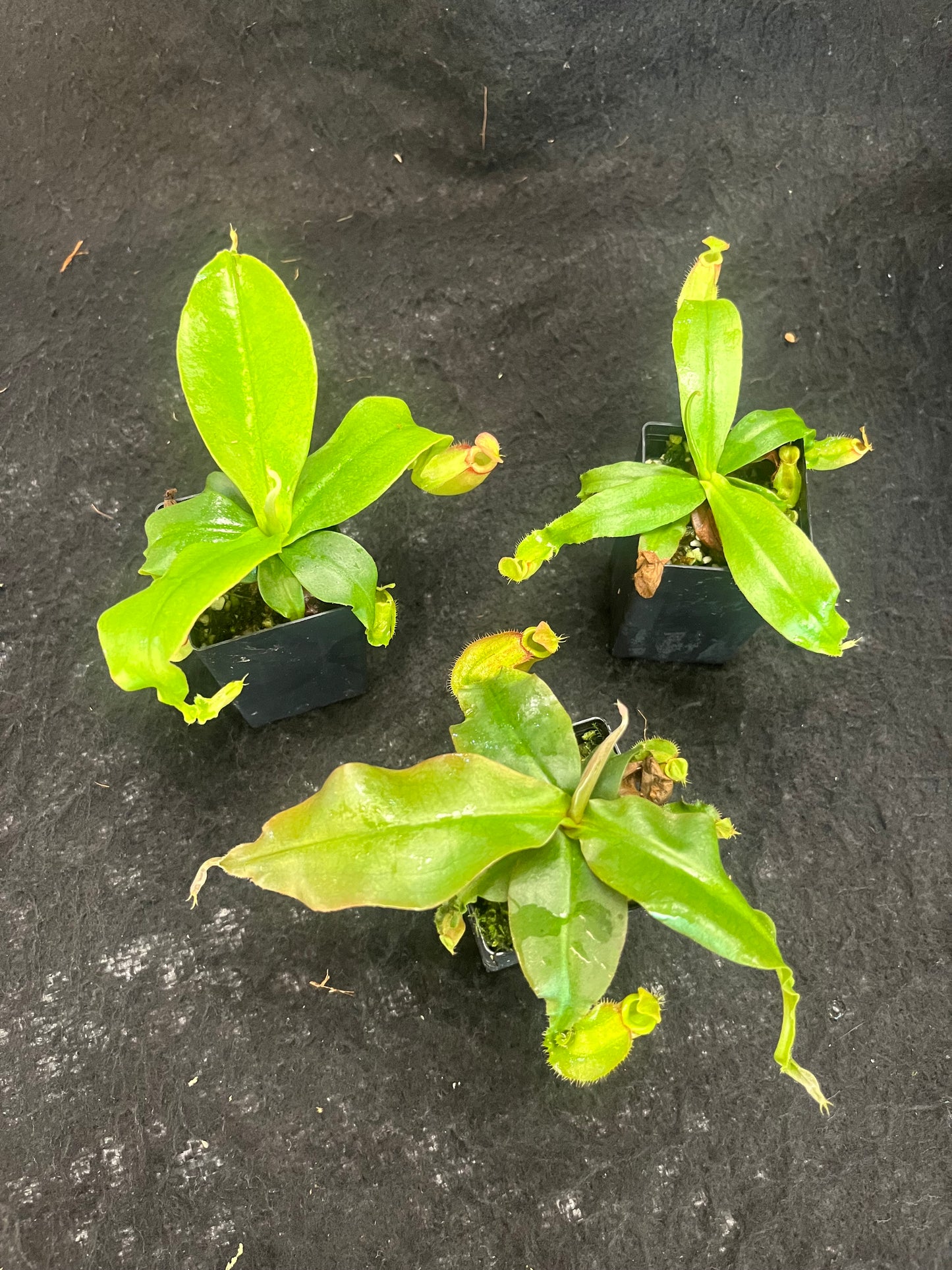 Nepenthes [mirabilis wings x (viking x ampullaria)] x (ampullaria x northiana) SG