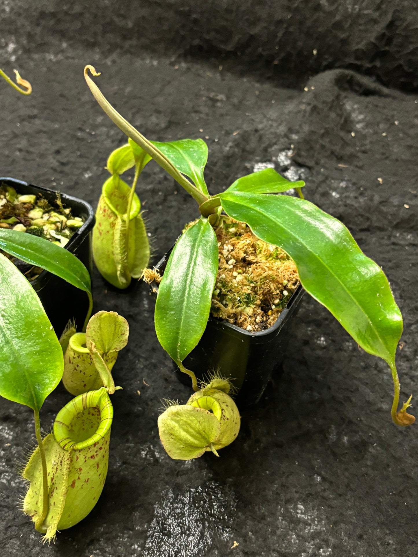 Nepenthes rafflesiana x ampullaria "Susan"