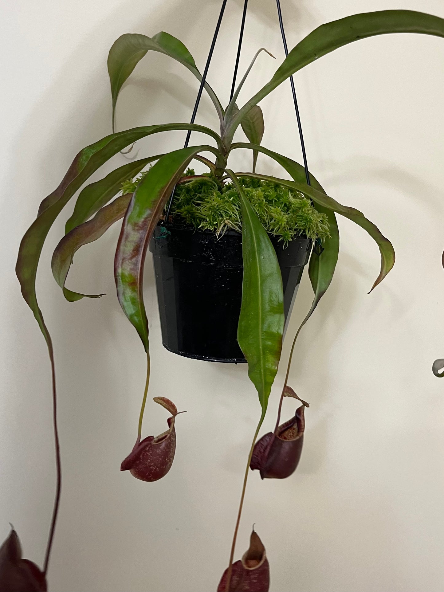 Nepenthes mirabilis var. globosa x rafflesiana SG