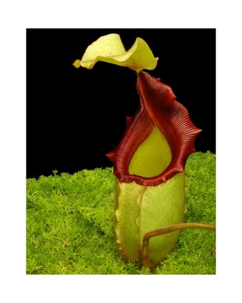 Nepenthes rajah x veitchii BE-3730