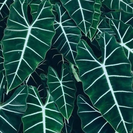 Alocasia micholitziana Green Velvet