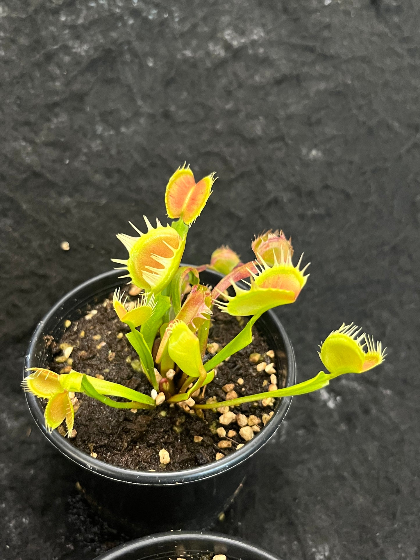 Dionaea muscipula 'Red and fused tooth