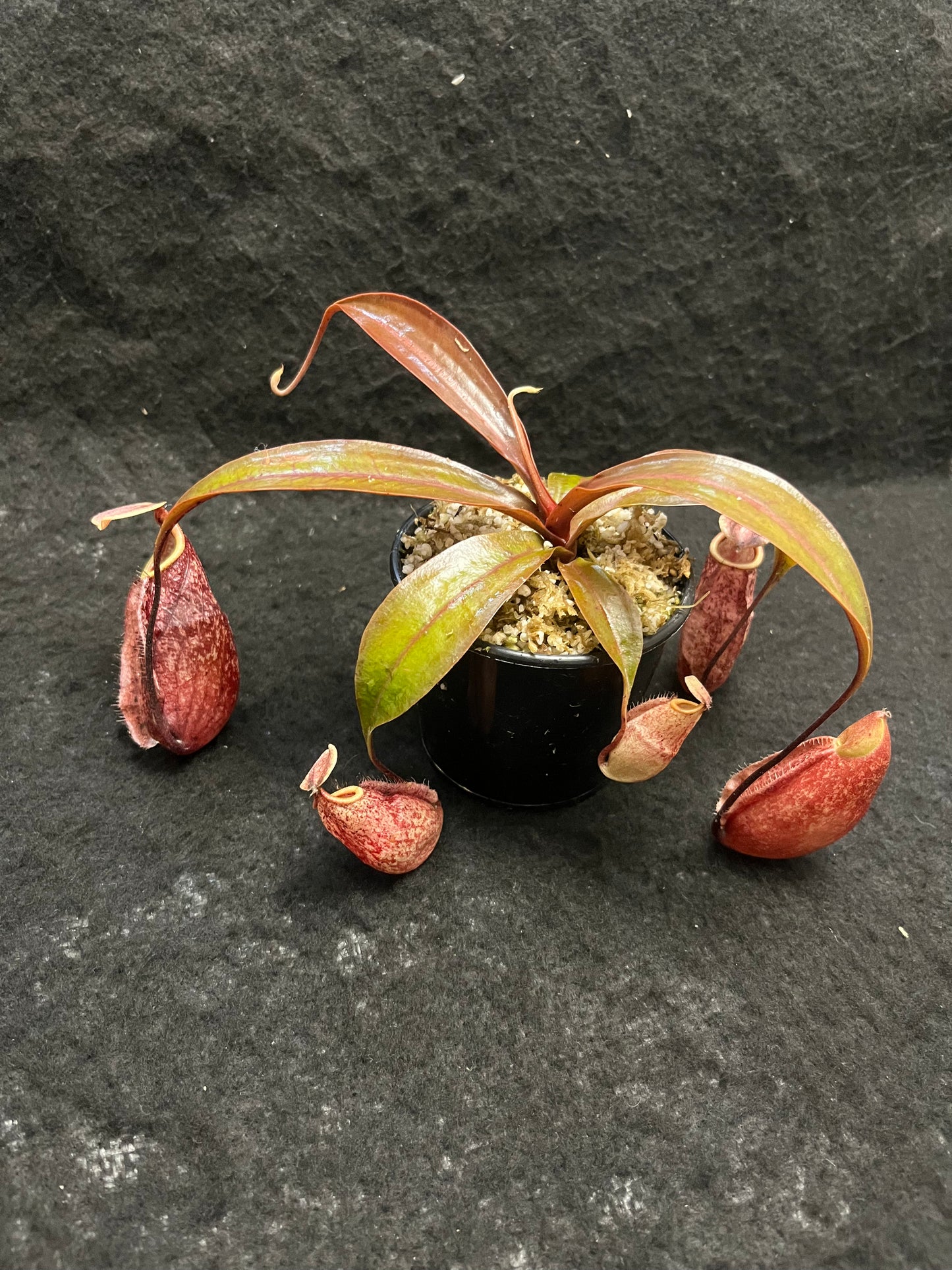 Nepenthes rafflesiana x sibuyanensis ‘Suki’