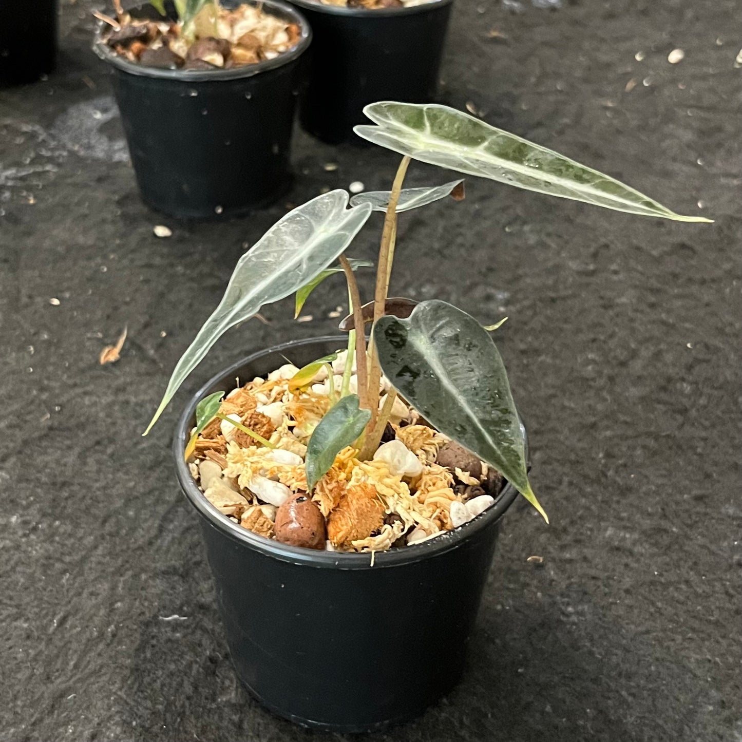 Alocasia x amazonica Bambino