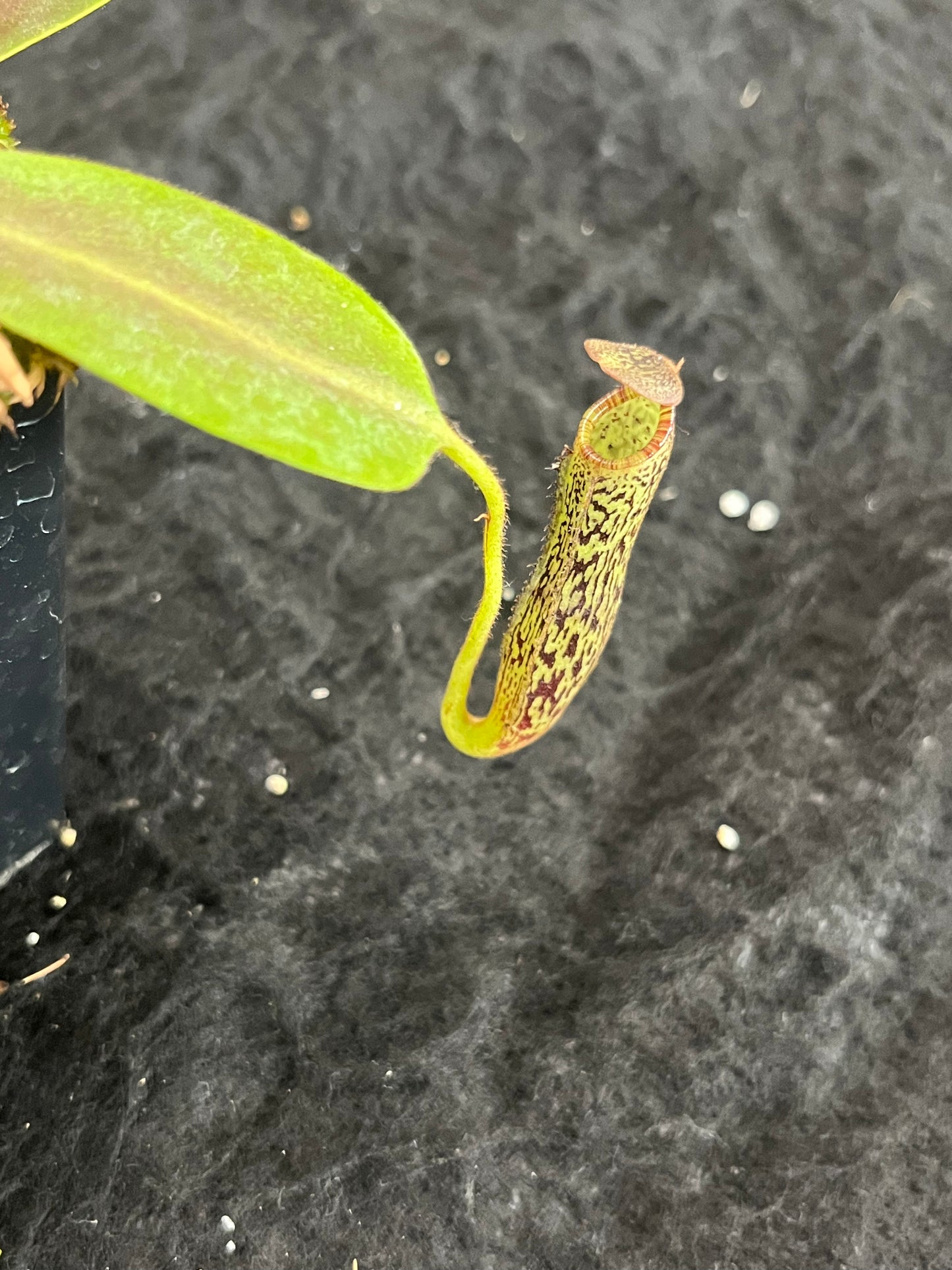 Nepenthes vogelii BE-3256