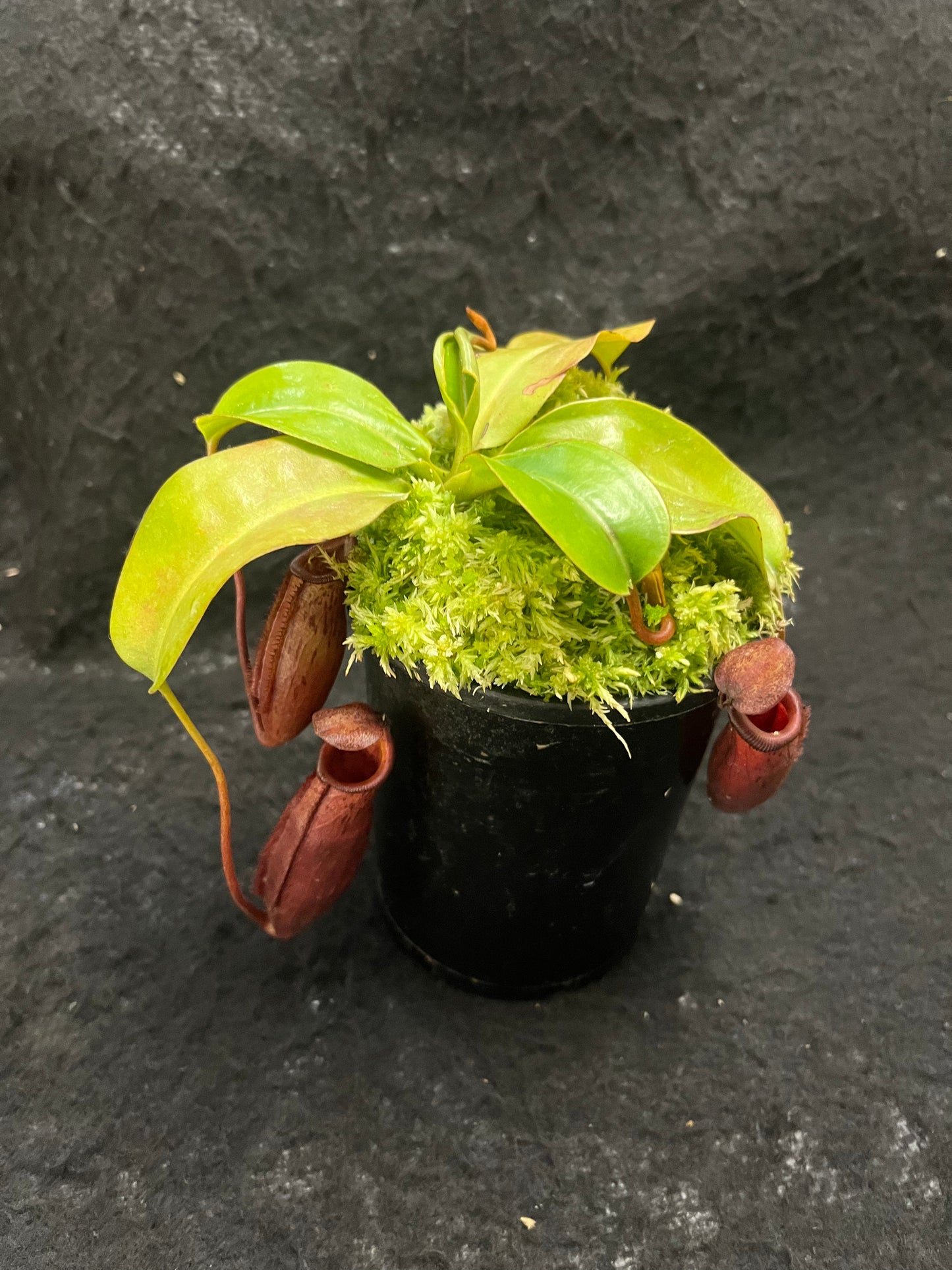 Nepenthes (veitchii x lowii) x mira BE-3910