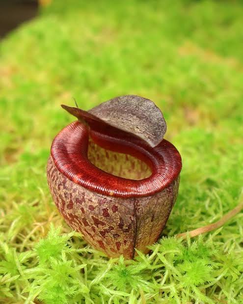 Nepenthes tenuis
