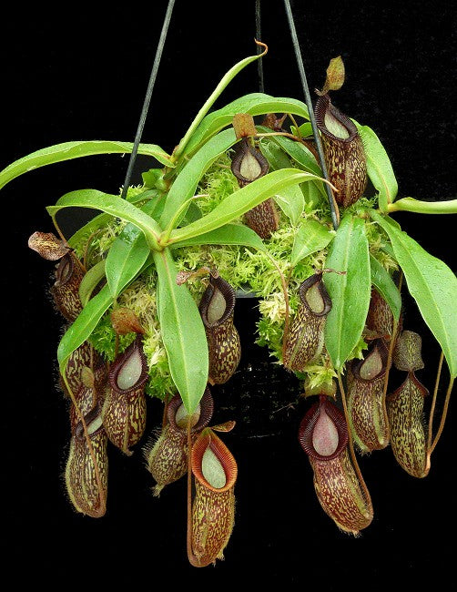 Nepenthes talangensis x hamata BE-4003