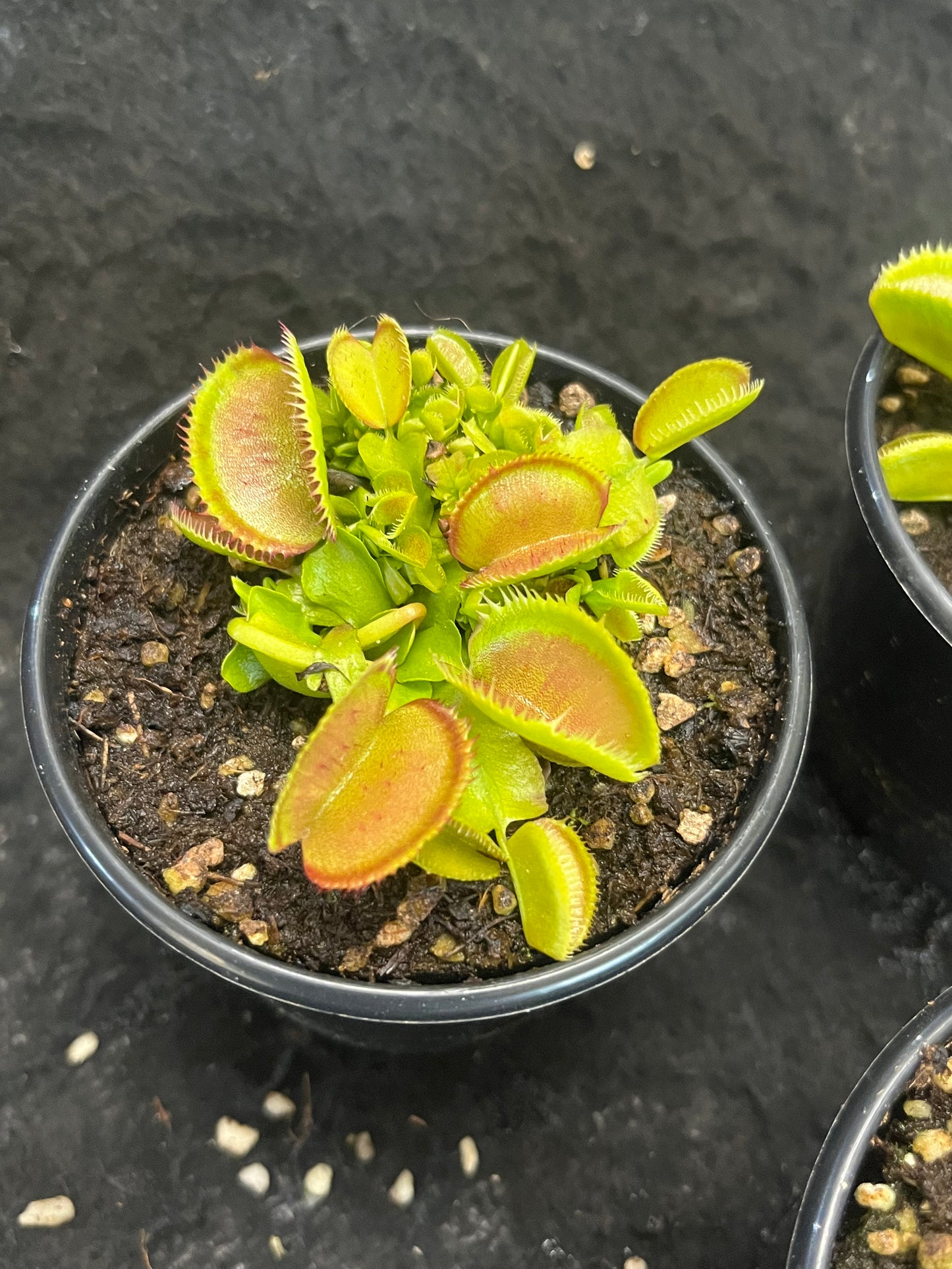 Dionaea muscipula 'Carboni Ardenti'