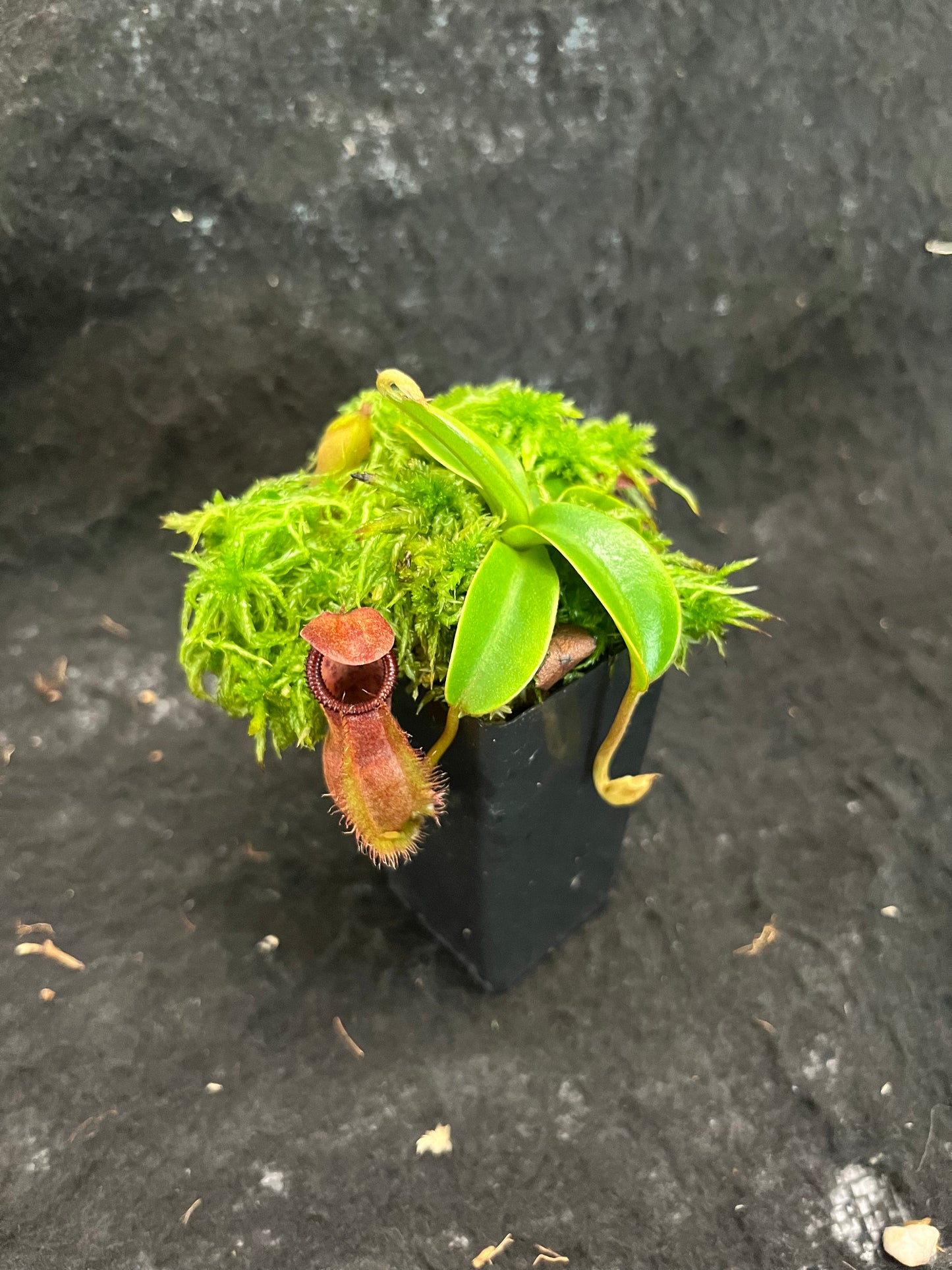 Nepenthes spathulata x diabolica BE-3983