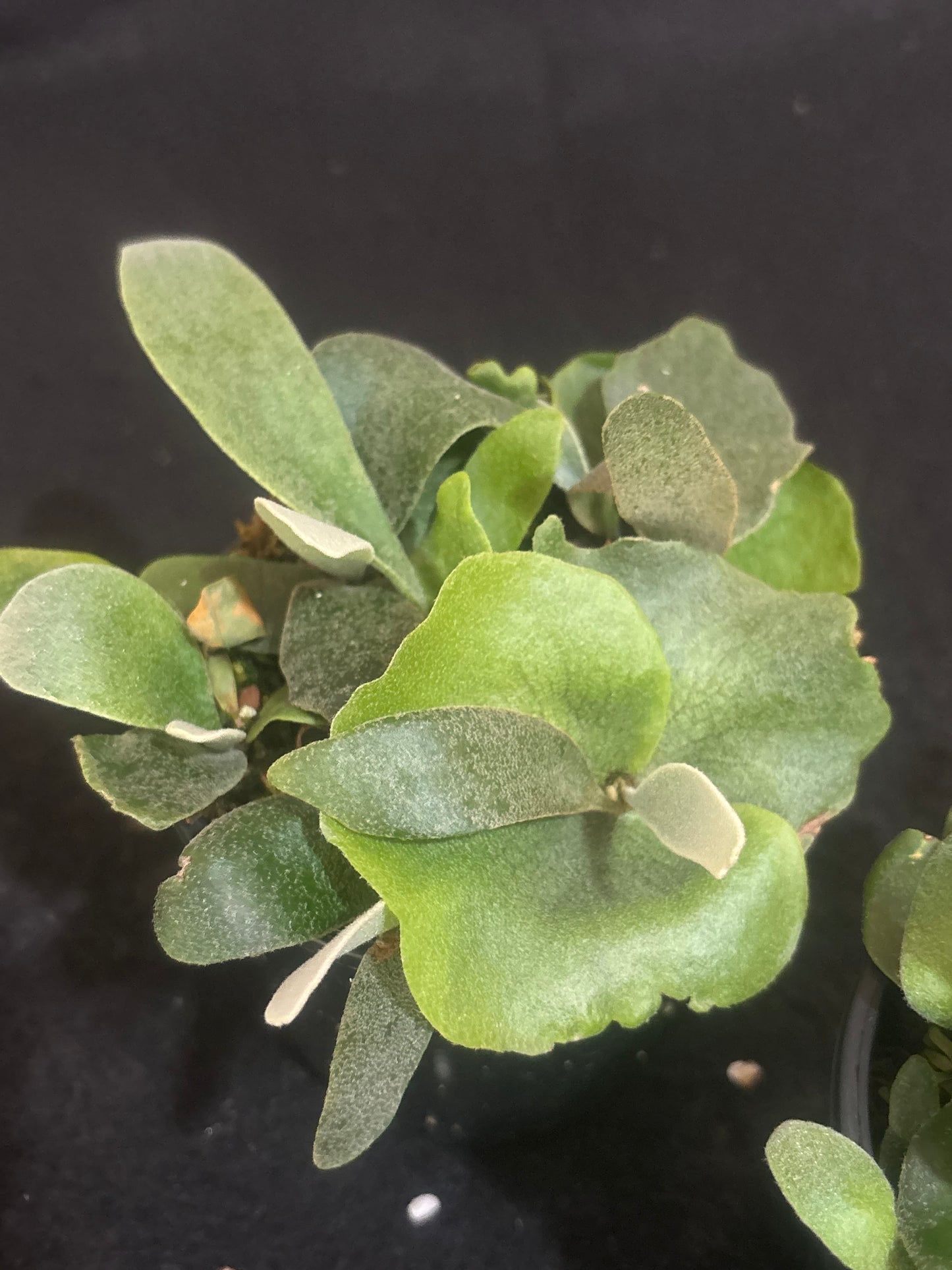 Platycerium Copper Will