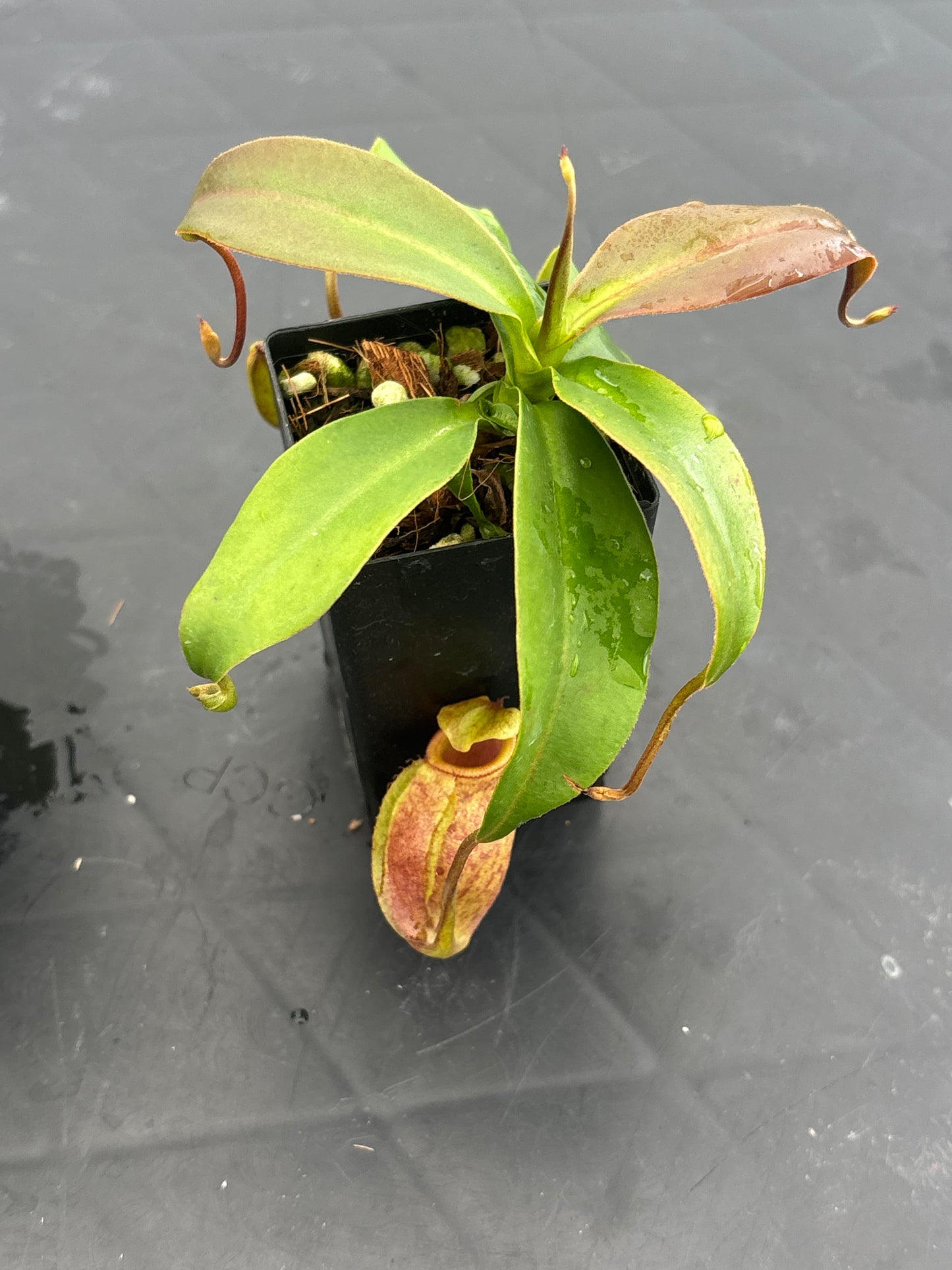 Nepenthes rajah x gymnamphora BE4575