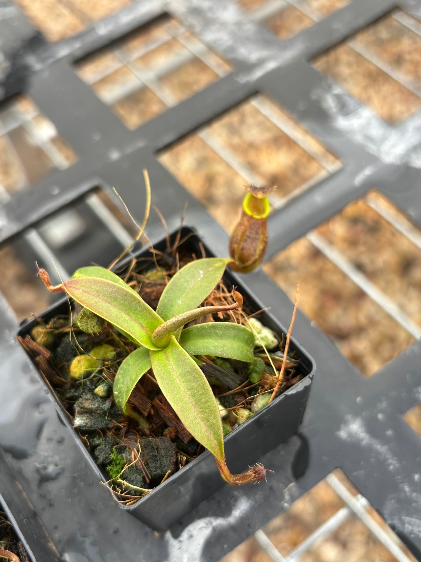 Nepenthes hamata x gymnamphora BE-4553