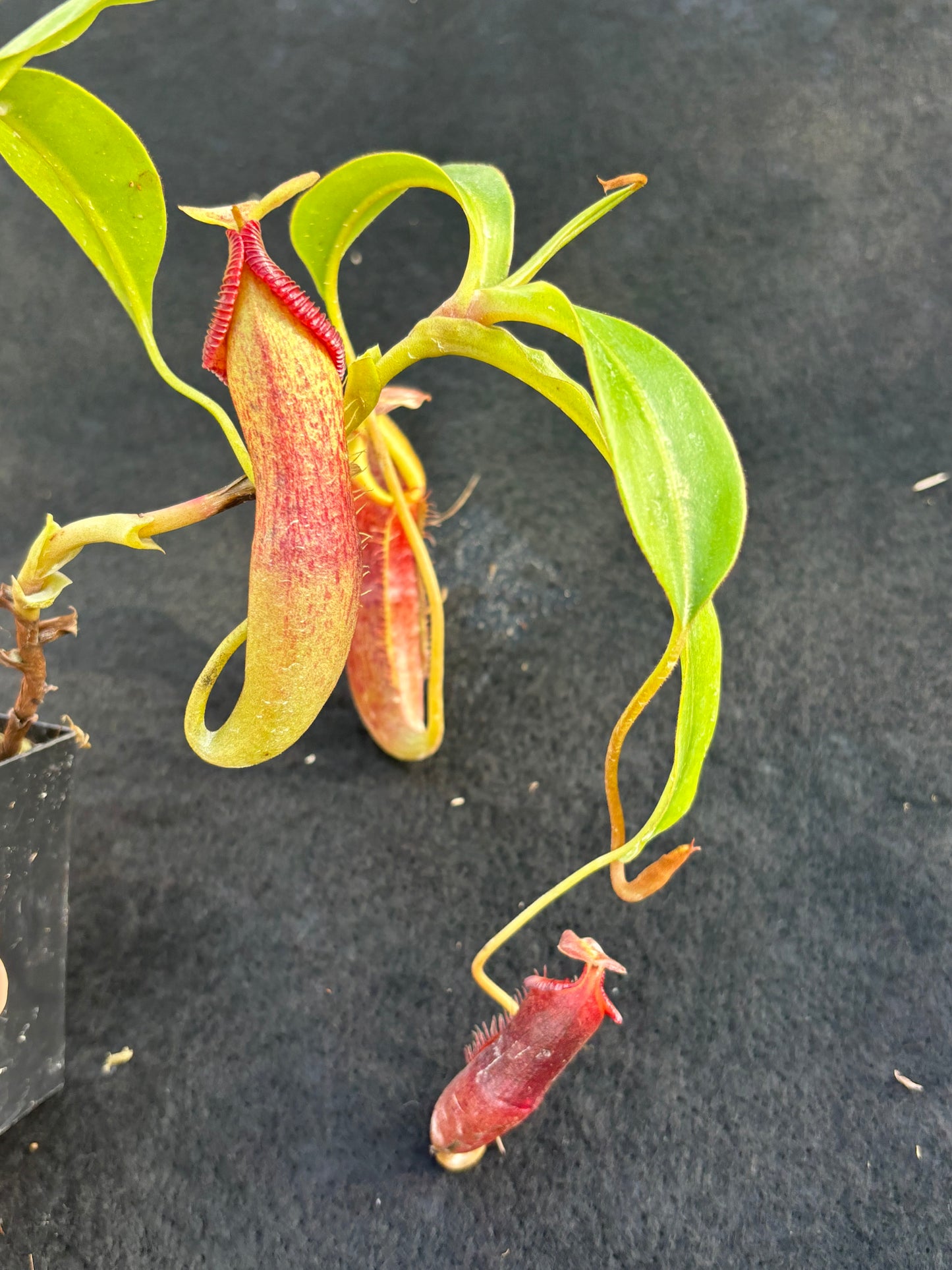 Nepenthes singalana x (burbidgeae x edwardsiana) BE-3984