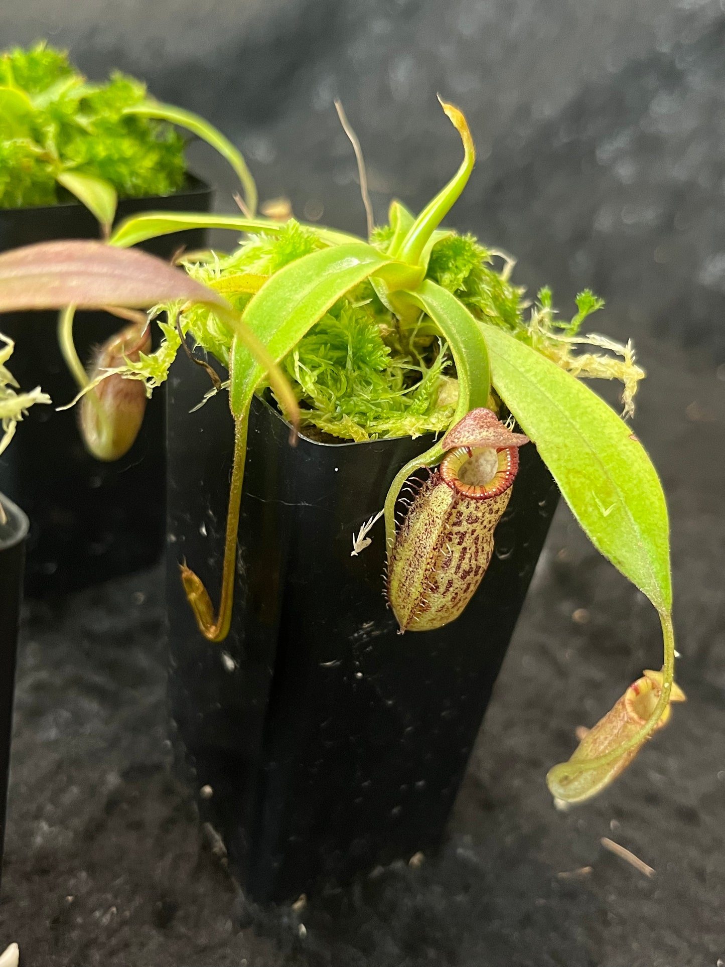 Nepenthes talangensis x spectabilis BE-4063