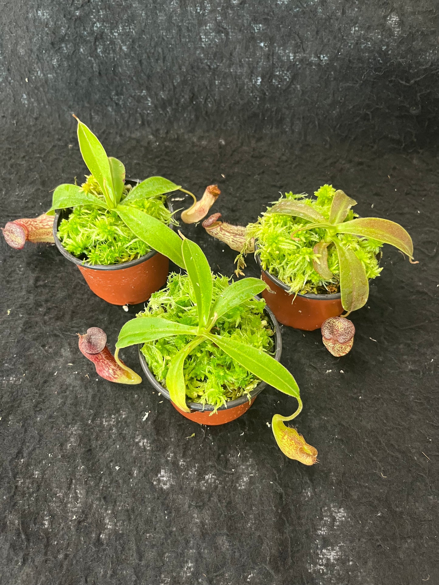 Nepenthes (aristolochioides x spectabilis) x klossii BE-4583