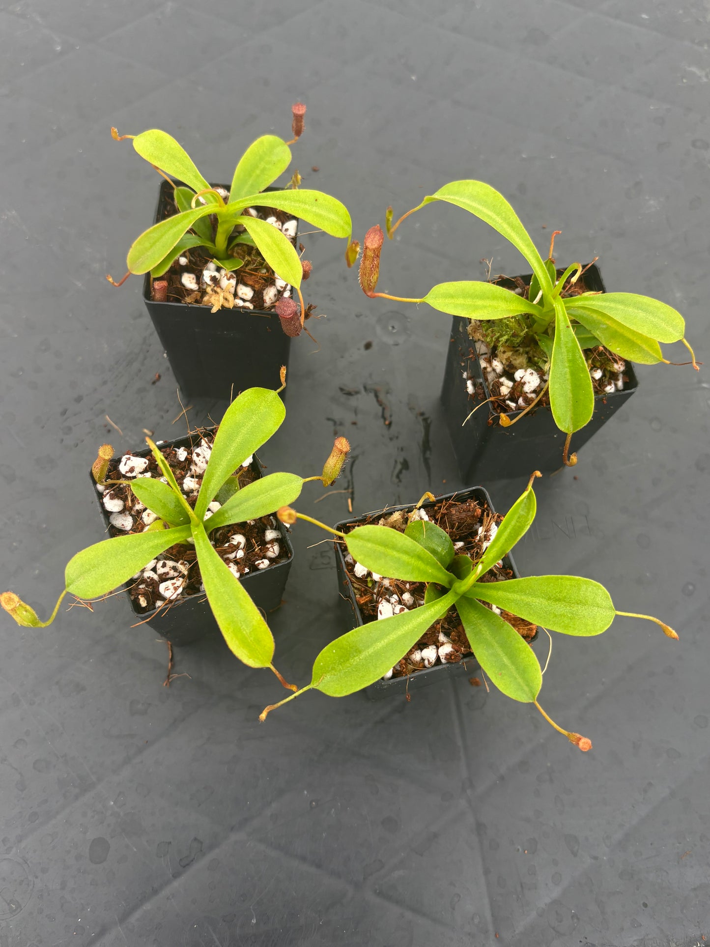 Nepenthes lowii x ventricosa