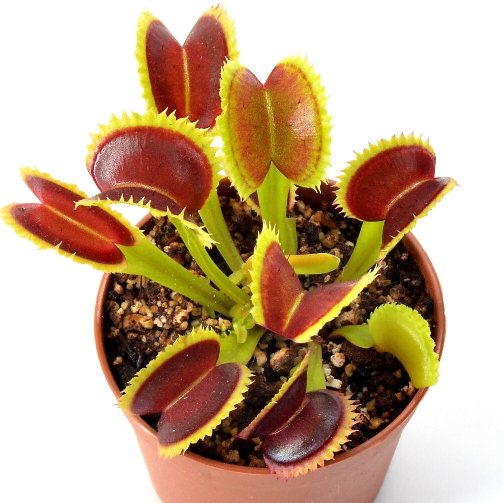 Dionaea muscipula DC XL x Up Giant #1