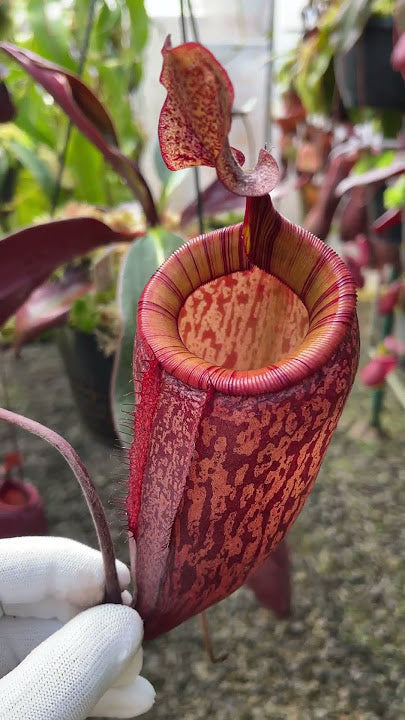 Nepenthes peltata x attenboroughii BE-4601