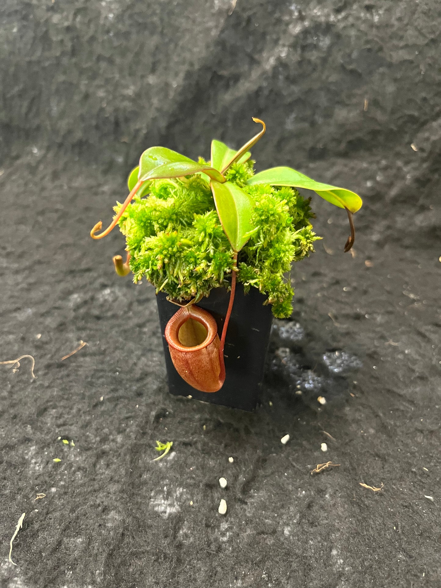 Nepenthes (sibuyanensis x ventricosa) x jacquelineae