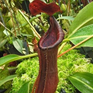 Nepenthes boschiana x lowii BE-4067