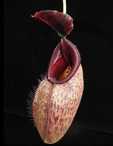 Nepenthes robcantleyi x aristolochioides BE-4036