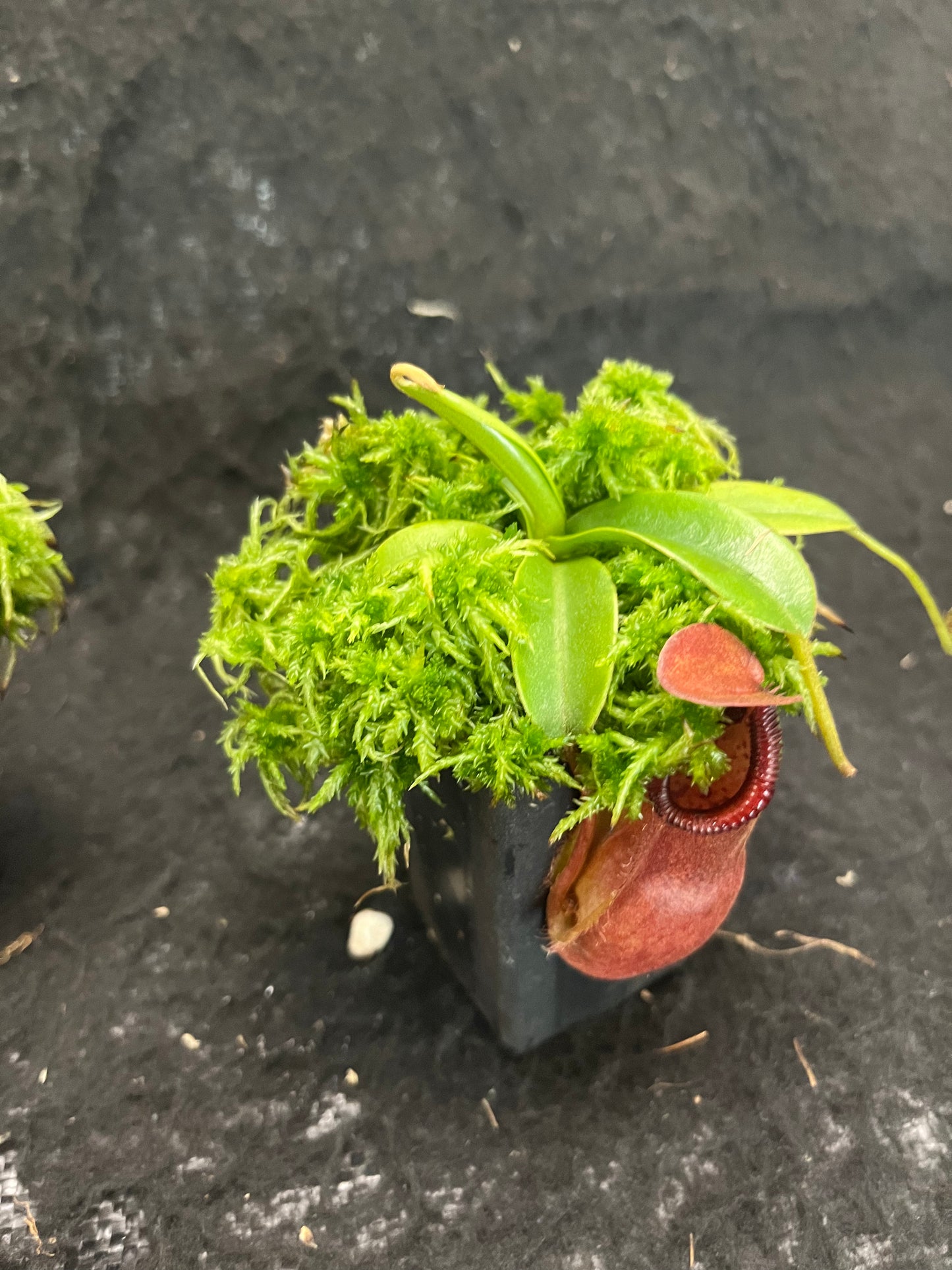 Nepenthes spathulata x diabolica BE-3983