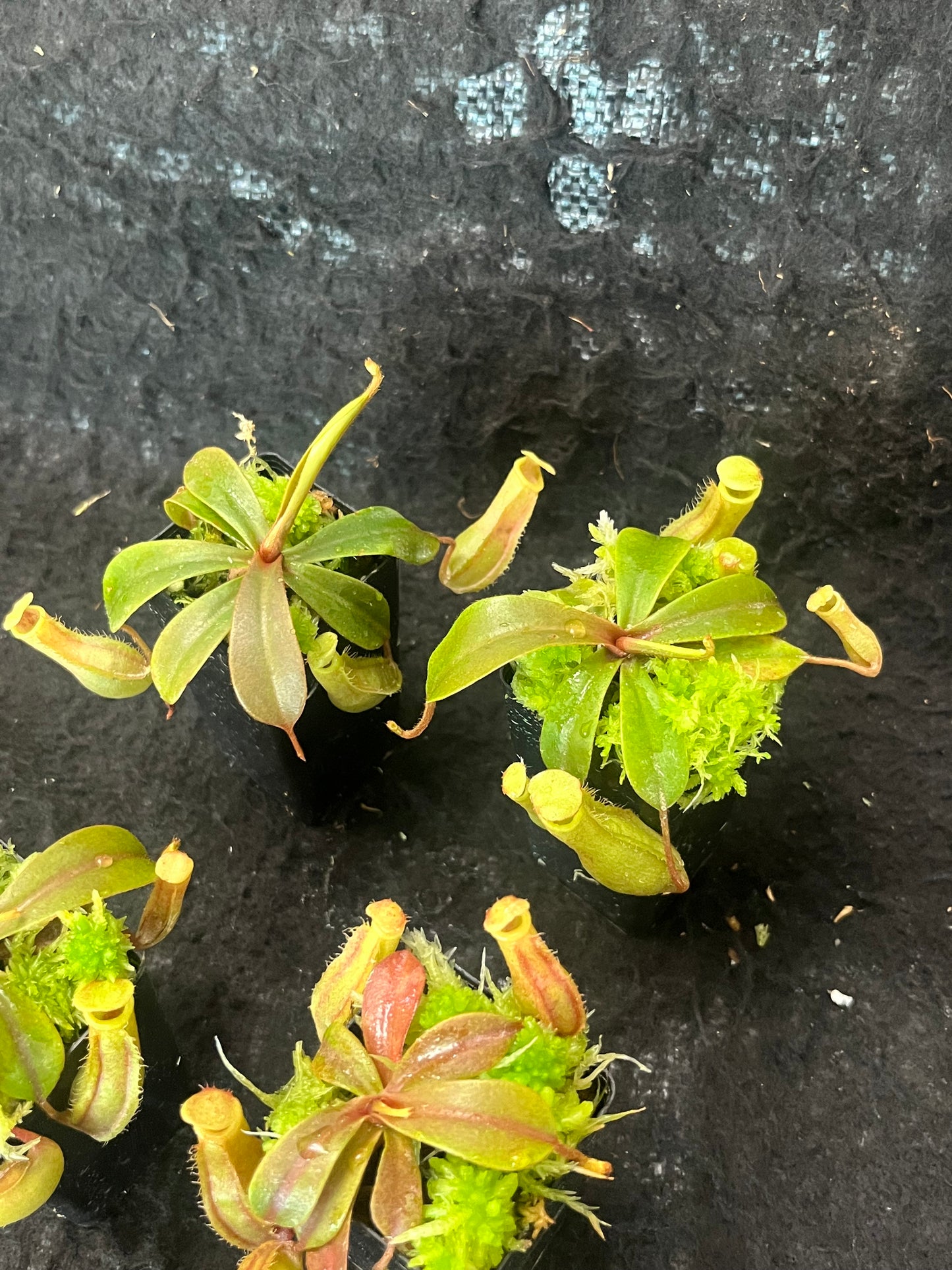 Nepenthes veitchii x ventricosa BE-4500