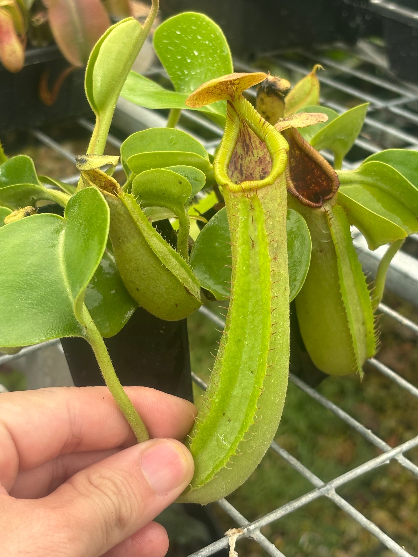 Nepenthes truncata