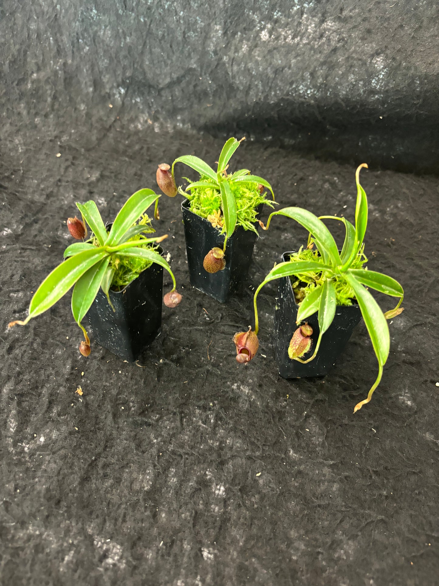 Nepenthes densiflora x aristolochioides BE-4076