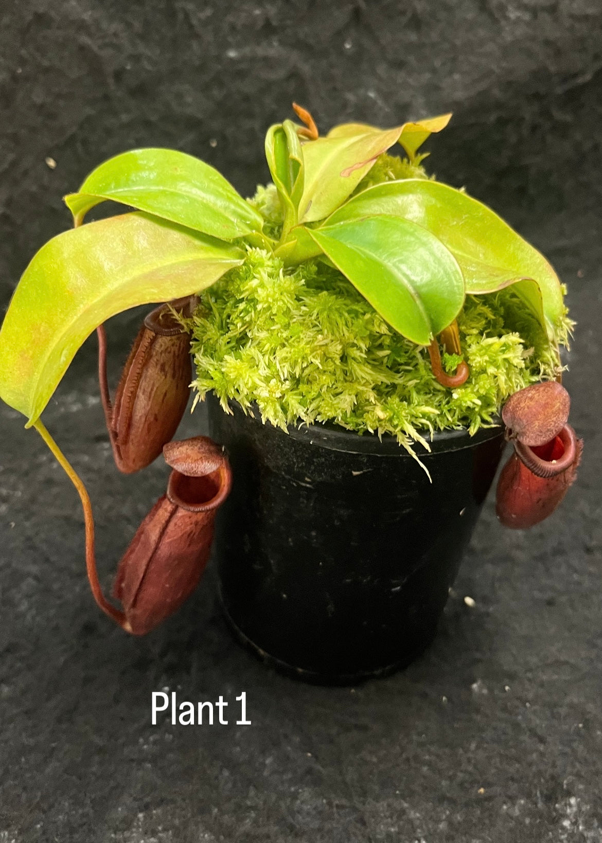 Nepenthes (veitchii x lowii) x mira BE-3910