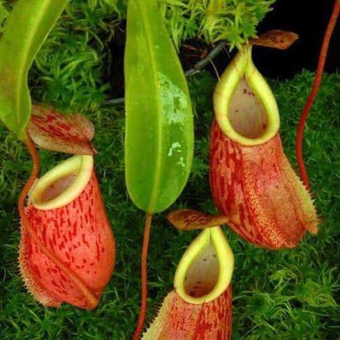 Nepenthes glabrata x veitchii BE 4563