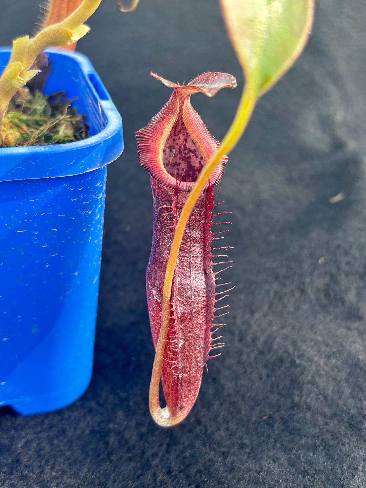 Nepenthes singalana x (burbidgeae x edwardsiana) BE-3984