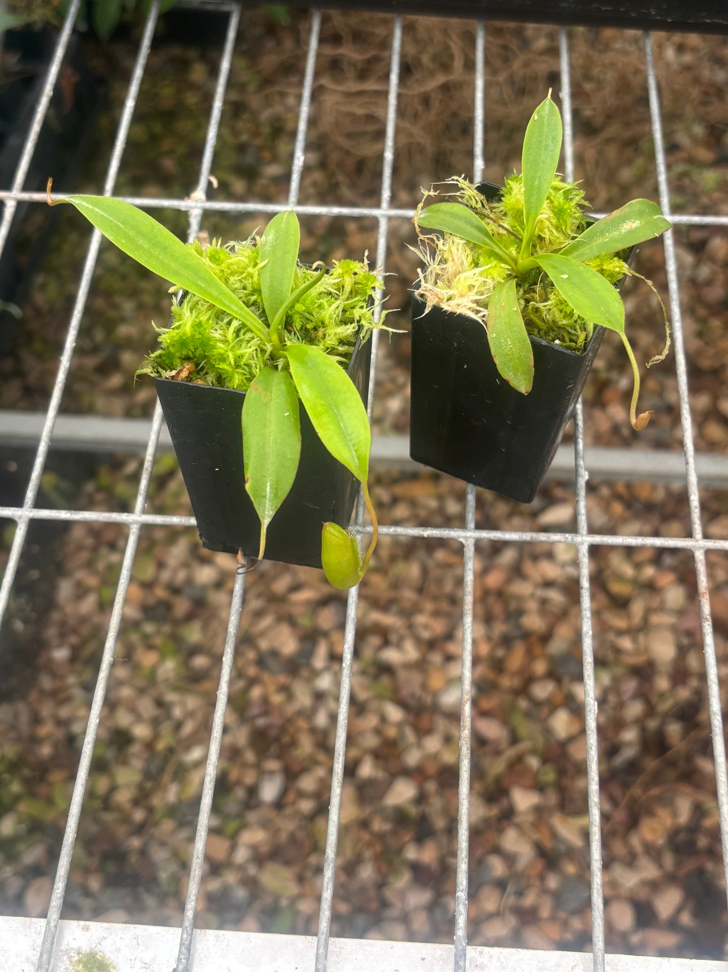 Nepenthes spathulata x jamban