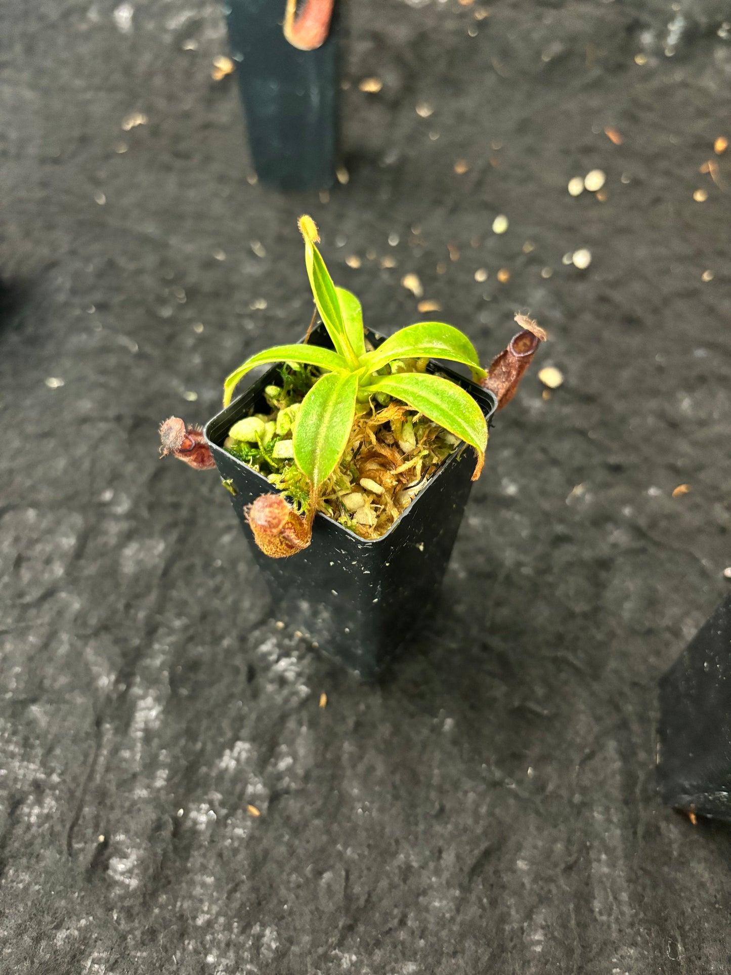 Nepenthes hamata x glandulifera BE-4501