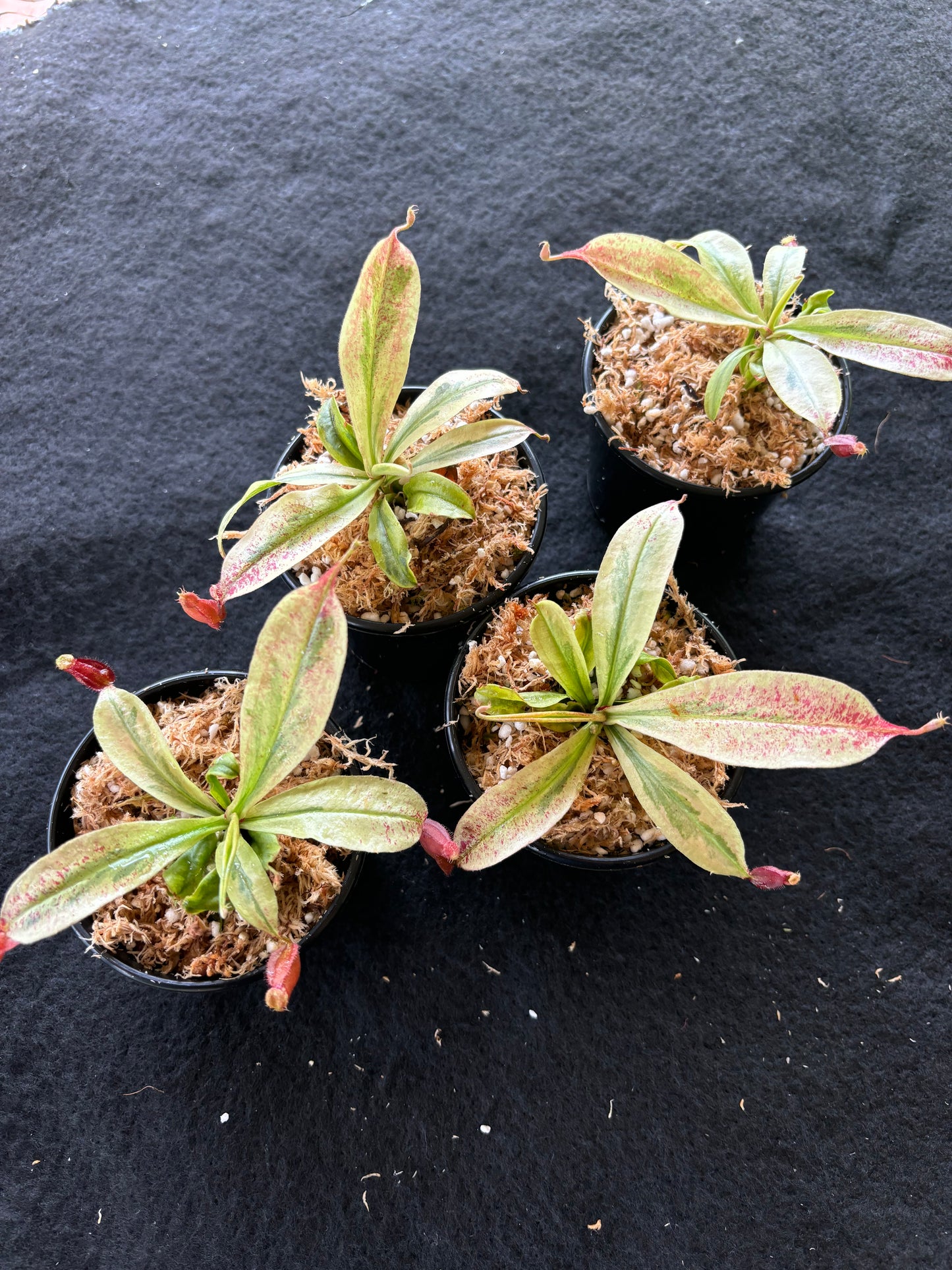 Nepenthes viking x ampullaria Variegated